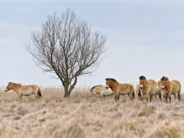 Kon Pevalského v národním parku Hortobágy (Maarsko) 