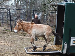 K ostrait vychází z pívsu do výbhu v Zoo Praha pod dohledem maarského