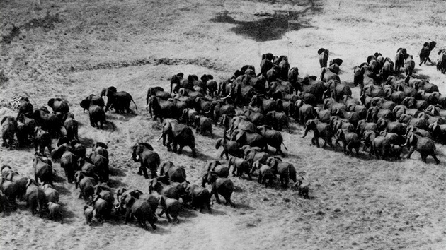 Stohlavá stáda slonů v Lorianských močálech patří již minulosti.