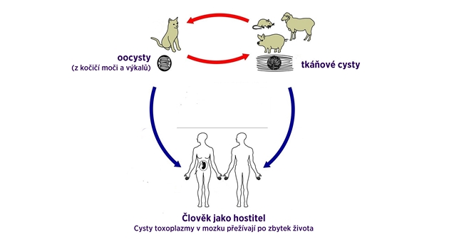 ivotní cyklus toxoplazmózy