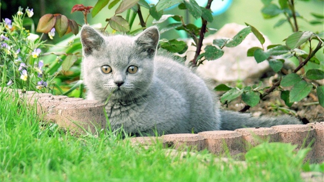 Cysty Toxoplasma gondii, kterými se člověk může nakazit, vylučuje kočka s trusem jen jednou či dvakrát za život v průběhu zhruba 10ti dní, a to jenom jako kotě. Cysty toxoplazmy přežívají v půdě dlouho, proto je důležité pečlivě omývat syrovou zeleninu. 