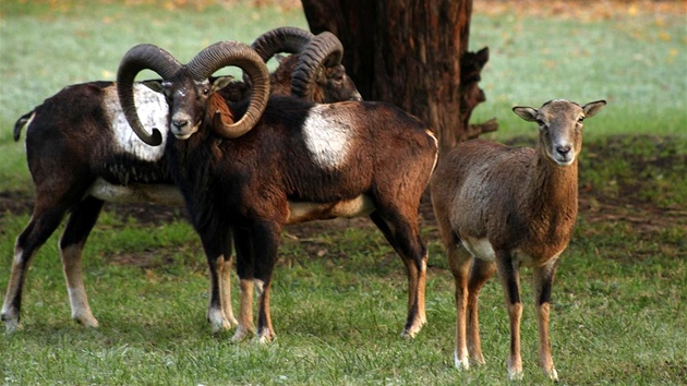 Mufloni v Kunratickém lese