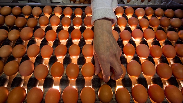 Na farmě v Ratíškovicích produkují vejce od slepic  chovaných v nových tzv....