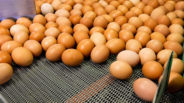 Na farmě v Ratíškovicích produkují vejce od slepic chovaných v nových tzv. obohacených klecích, voliérách i na podestýlce. (16. března 2012, Ratíškovice)