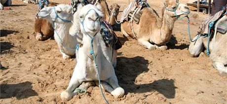Dromedi v Tozeuru ekaj na turisty, aby je povozili po dunch Sahary. 