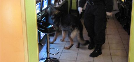 Na pomoc po maskovaném pachateli pepadení herny si policisté vzali i psa. Ilustraní snímek