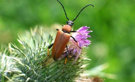 Opava chce v Mstských sadech více hmyzu (ilustraní snímek).