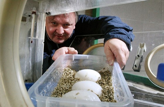 Koncem ervna by se mli vyklubat z tchto vajec gaviálové indití. Chovatel Miroslav Procházka je ukládá do inkubátoru.