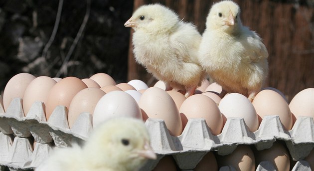Obchody zdražily vejce, jako kdyby dokrmovaly slepice v regálech, tvrdí Nekula