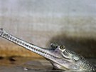 Protivín, 28.3.2012, Krokodýlí ZOO, gaviál indický,  