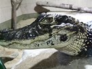 Protivín, 28.3.2012, Krokodýlí ZOO,  kajman erný 