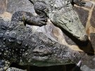 Protivín, 28.3.2012, Krokodýlí ZOO,  krokodýl bahenní 