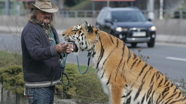 Jaromír Joo s tygřicí Boženkou na procházce před cirkusem.
