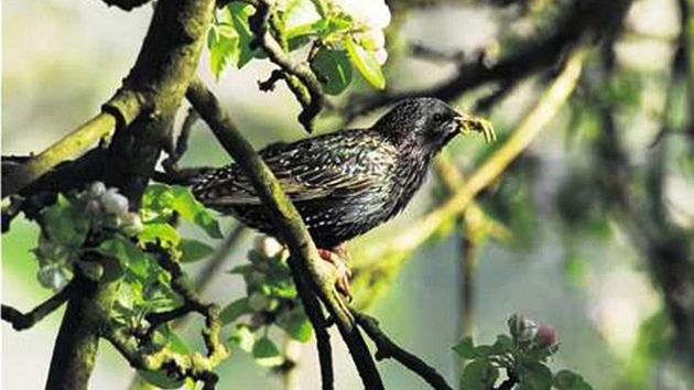 Do oblasti �eského ráje se vrátil i drozd.