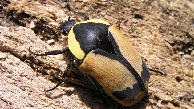 Pachnoda fasciata se vyskytuje na Arabském poloostrově a v přilehlých oblastech. Dospělcům je vhodné přisvětlovat, larvy vyžadují spíše sušší podmínky. V  chovech byla vytváří řadu barevných forem se žlutými, červenými nebo černými krovkami. 
