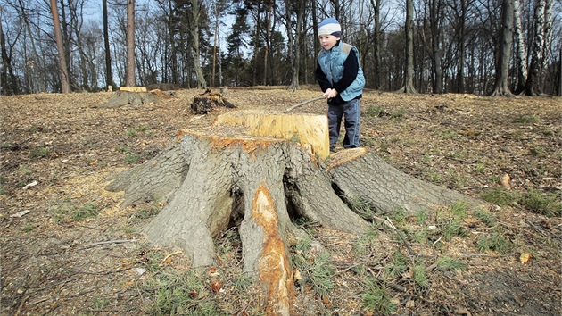 Plán vykácet �ást lesa u Dobré Vody se �ad� místních lidí v�bec nelíbí.