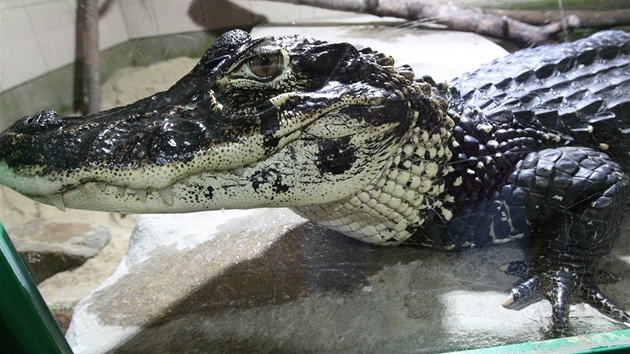 Protivín, 28.3.2012, Krokodýlí ZOO,  kajman erný 