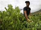 Likvidace plantáe koky v provincii Narino na severu Kolumbie 