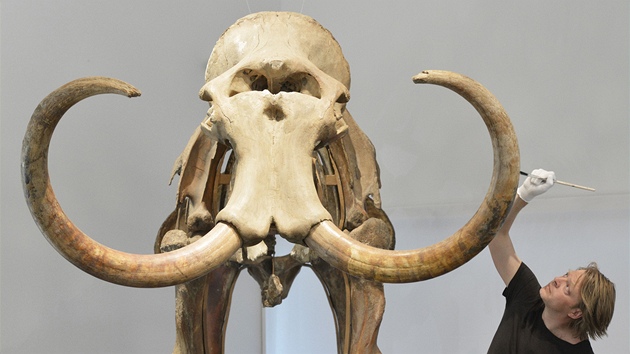 Nmecký designér pracuje na rekonstruované koste mamuta, která bude k vidní v...
