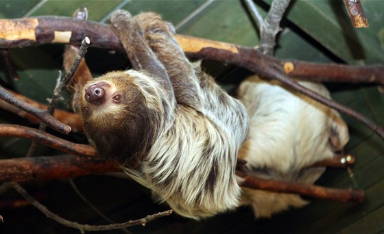 Lenochod dvouprstý v jihlavské zoologické zahrad.