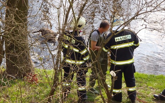 V řece v Milíkově našly děti pět mrtvých divočáků. Zřejmě se utopili. 