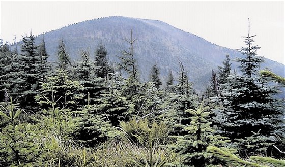 Až půl hektaru lesa může osázet zloděj kradenými sazenicemi smrku. (Ilustrační foto)