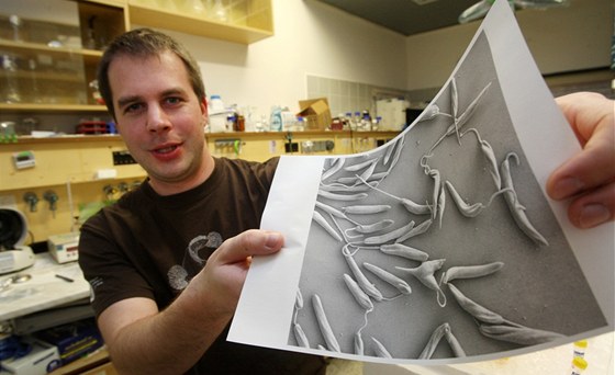 Biolog Ludk Koený se v eskobudjovickém Parazitolologickém ústavu akademie vd zabývá výzkumem jednobunného biíkovce phytomonas.