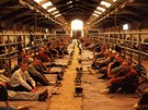 Bosentí a chorvattí válení zajatci v táboe v bosenské Manjae (22. srpna...