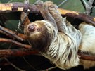 Lenochod dvouprst� v jihlavsk� zoologick� zahrad�.