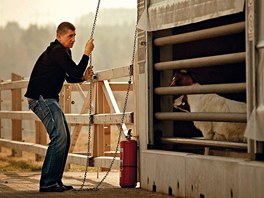 Vedle koní chová Babiš na farmě také lamy, kozy a desítky krav speciálních...