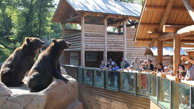 Medvdi v zoo Brno
