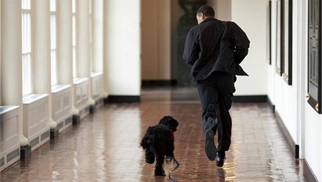 Barack Obama a "první pes USA" Bo si hrají v Bílém dom. Archivní snímek