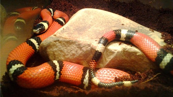 Korálovky patí v eské republice mezi astji chované hady. Ilustraní foto