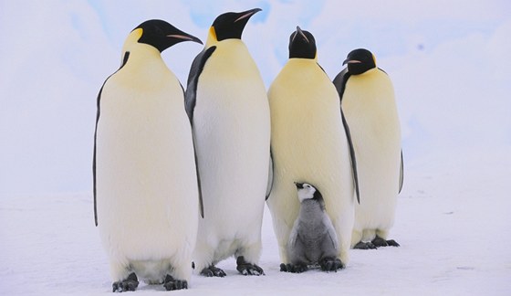 Opeených obyvatel ije na Antarktid více, ne se pedpokládalo. ilustraní