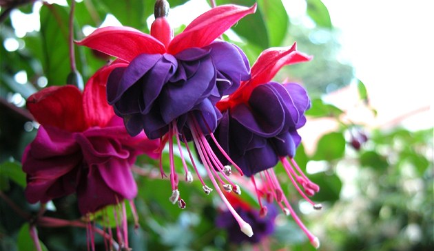 Fuchsie m� r�da sp�e polost�n a nesm�te ji "utopit".