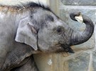Slůně Rashmi z ostravské zoo oslaví první narozeniny. (11. dubna 2012)