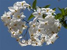 Bíle kvetoucí jasmínokvtý lilek se hodí na slunné stanovit. 