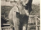 Z historie zoo: Baby byl nejen prvním praským, ale i eskoslovenským slonem.