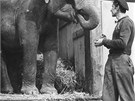 Z historie zoo: Jumba byla velmi pátelská a uenlivá.