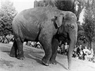 Z historie zoo: Dua bavila návtvníky cviením a do roku 1960, kdy odela do