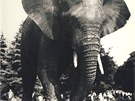 Z historie zoo: Petr I. byl prvním slonem africkým v praské zoo. V roce 1965