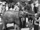Z historie zoo: Pepík pijel do praské zoo z dalekého Vietnamu a pobyl tu