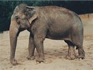 Z historie zoo: Gulab je zatím naím nejstarím slonem a rekordmankou v délce