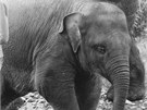 Z historie zoo: Svádhín asto chodil spolu se slonicí Gulab na procházky po zoo
