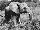 Z historie zoo: Petr II., druhý samec slona afrického v historii praské zoo,