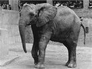 Z historie zoo: Arba v jazyce afrického kmene Galla znamená slon. V roce 1983