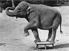 Z historie zoo: Sundari piplula z daleké Srí Lanky ve spolenosti malého