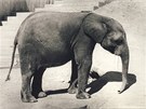 Z historie zoo: Jimbo, samec vzácného slona pralesního, picestoval do Prahy z