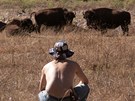 Pozorovat stádo bizon je neuvitelný záitek. Strach i respekt smíený s