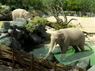 Nový pavilon slon